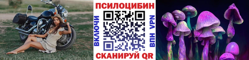 Галлюциногенные грибы Psilocybe Светогорск